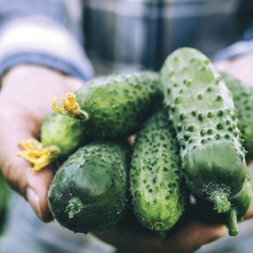 Your Garden Harvest Excess cucumbers can be sliced and pickled with onions.